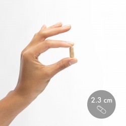 Probiotique Mercola avec 10 souches et 70 milliards CFU par gélule.