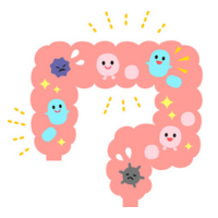 Microbiote intestinal : probiotiques, fibres et digestion